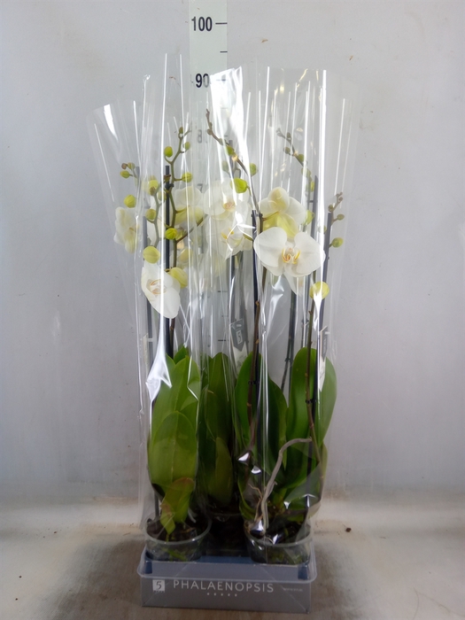 <h4>Phalaenopsis  'White World'</h4>