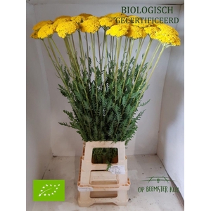 Achillea F Park Variety