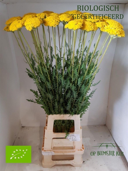 <h4>Achillea F Park Variety</h4>