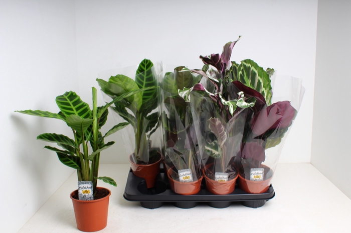 <h4>CALAT GEM 3 SRT</h4>