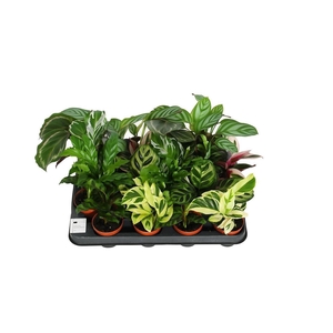 Calathea 7cm gemengd