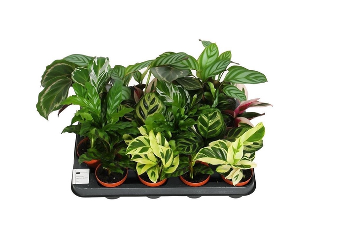 <h4>Calathea 7cm Gemengd</h4>