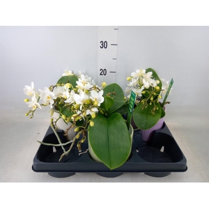 Phalaenopsis   ...white