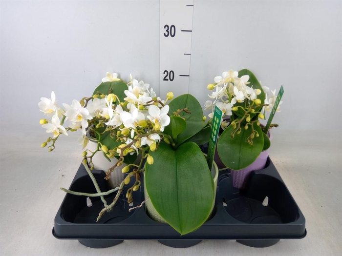 <h4>Phalaenopsis   ...white</h4>