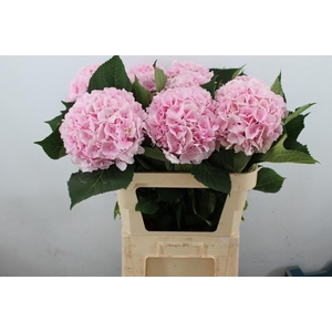 Hydr M Verena Pink 80-22