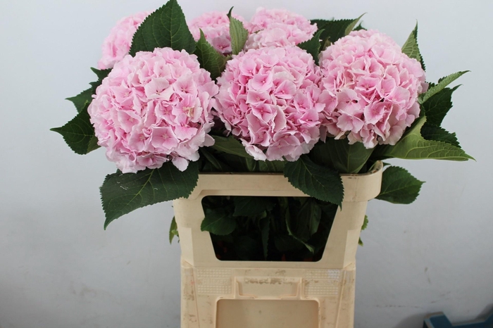 <h4>Hydr M Verena Pink 80-22</h4>