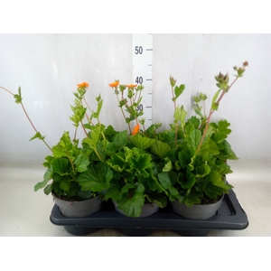 Geum coccineum 'Borisii'
