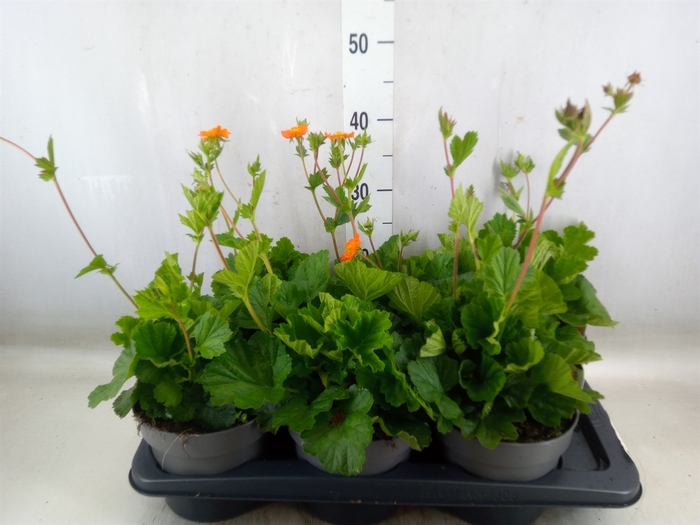 <h4>Geum coccineum 'Borisii'</h4>