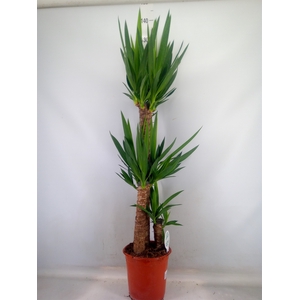 Yucca   ...