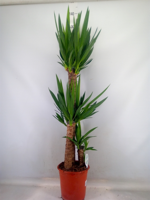 <h4>Yucca   ...</h4>