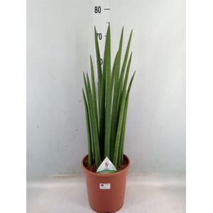 Sansevieria cyl.  ...