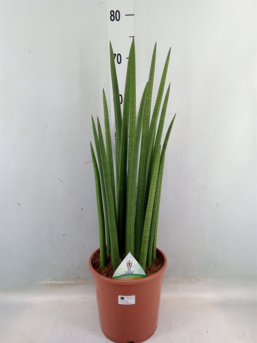 <h4>Sansevieria cyl.  ...</h4>