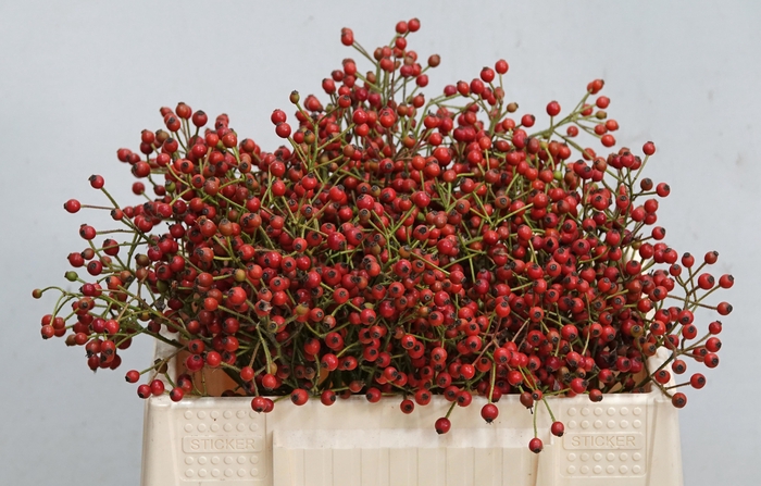 <h4>ROSA MAG ORA CASCADE</h4>