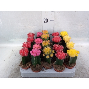 Gymnocalycium mihanov. 'Japan'  mix