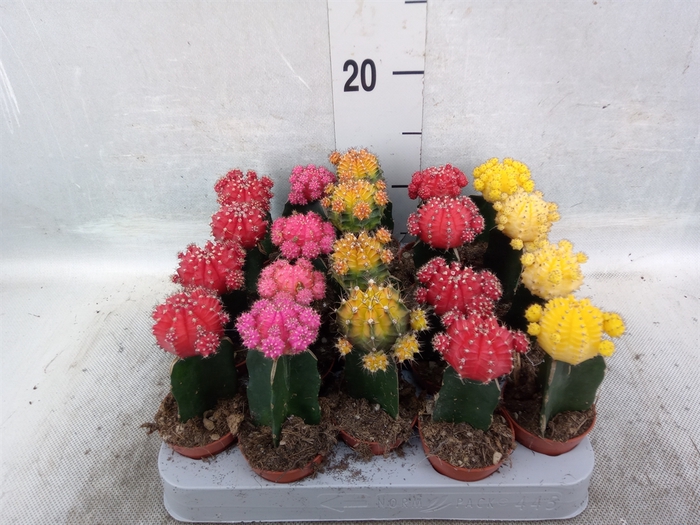 Gymnocalycium mihanov. 'Japan'  mix