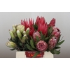 Protea Mix