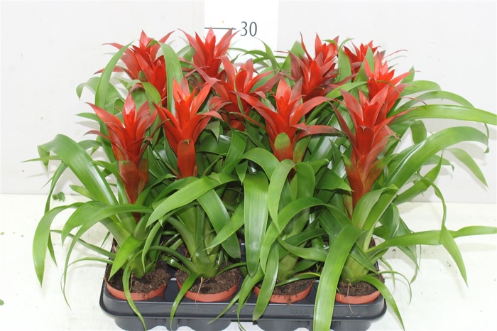 <h4>Guzmania Ostara</h4>