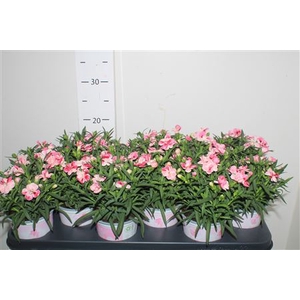 Dian Sprint Pink Pro