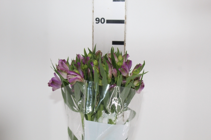 <h4>ALSTROEMERIA POMPEII 080 CM</h4>