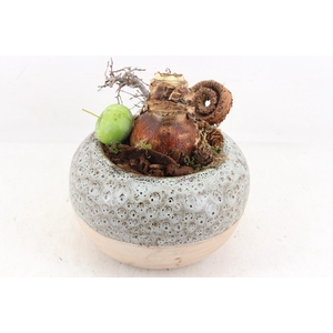 arr4 Amaryllis MB - Ker. luxe bolpot 338/3