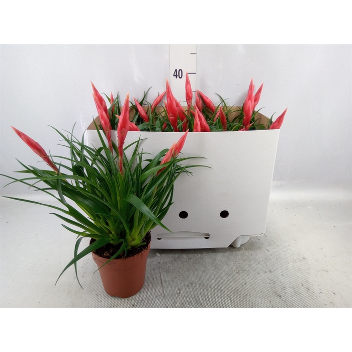 <h4>Vriesea  'Astrid'</h4>