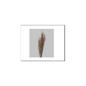DF Broom Grass 75cm 50g Nat.