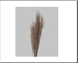 <h4>DF Broom Grass 75cm 50g Nat.</h4>
