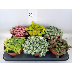 Fittonia   ...mix