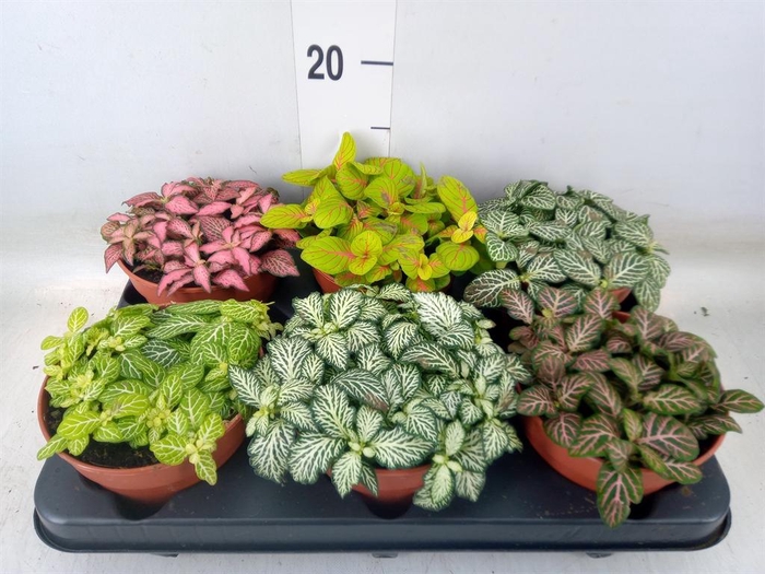 <h4>Fittonia   ...mix</h4>