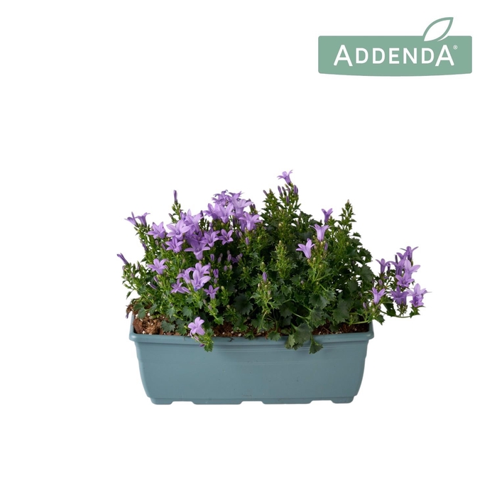<h4>Campanula Ambella Lavender Bloembak 27 cm</h4>
