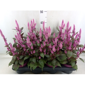 Celosia arg. SP 'Wild Pink'