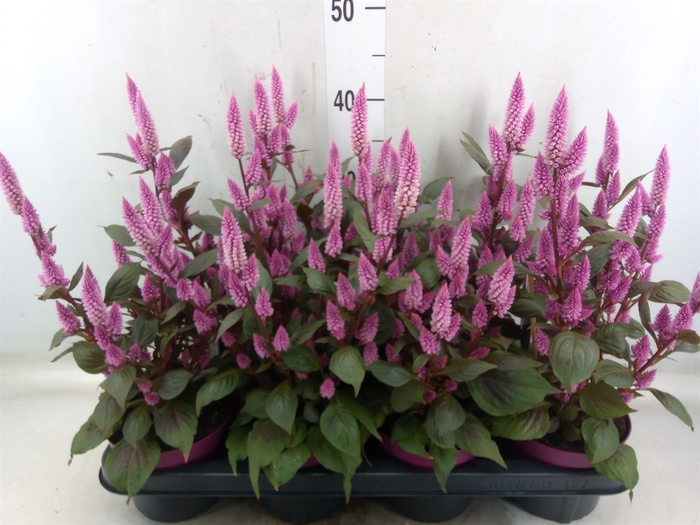 <h4>Celosia arg. SP 'Wild Pink'</h4>