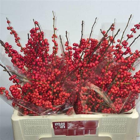 <h4>Ilex Ve Rode Bes</h4>