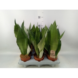 Sansevieria trifa. 'Moonshine'