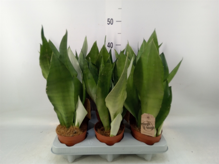 <h4>Sansevieria trifa. 'Moonshine'</h4>