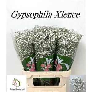 Gyps Pa Xlence