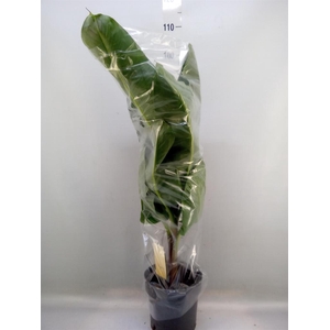 Musa  'Dwarf Cavendish'