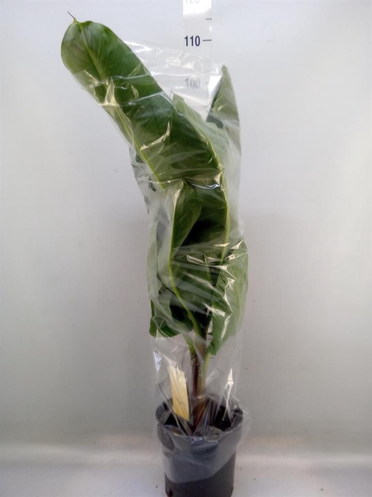 <h4>Musa  'Dwarf Cavendish'</h4>