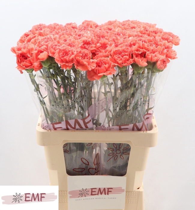 <h4>DI ST CAROLINE</h4>