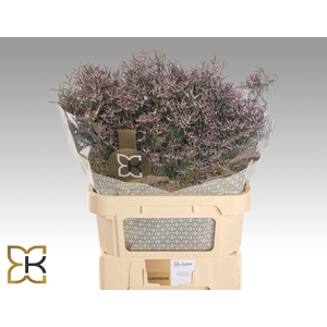LIMONIUM SAFORA LILAC LIM SAF LILAC