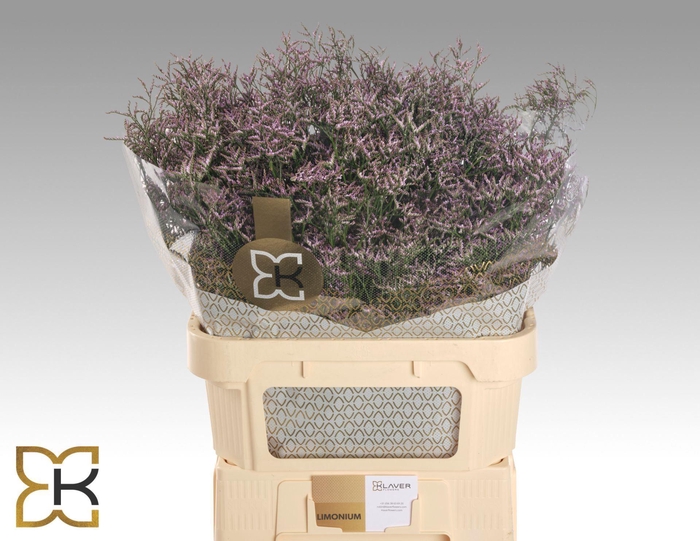 <h4>LIMONIUM SAFORA LILAC LIM SAF LILAC</h4>