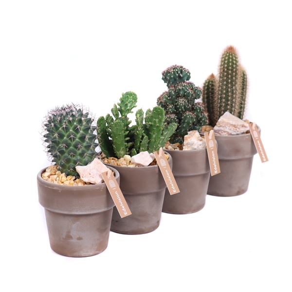 Cactus 8,5 cm in grijs/bruine pot met rand met grind, keien en etiket