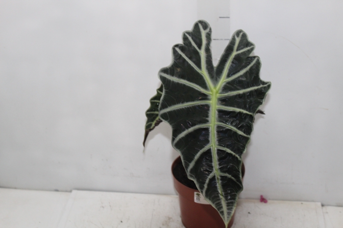 <h4>ALOCASIA POLLY P17</h4>