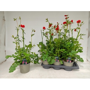 GEUM CH MRS BRADSHAW