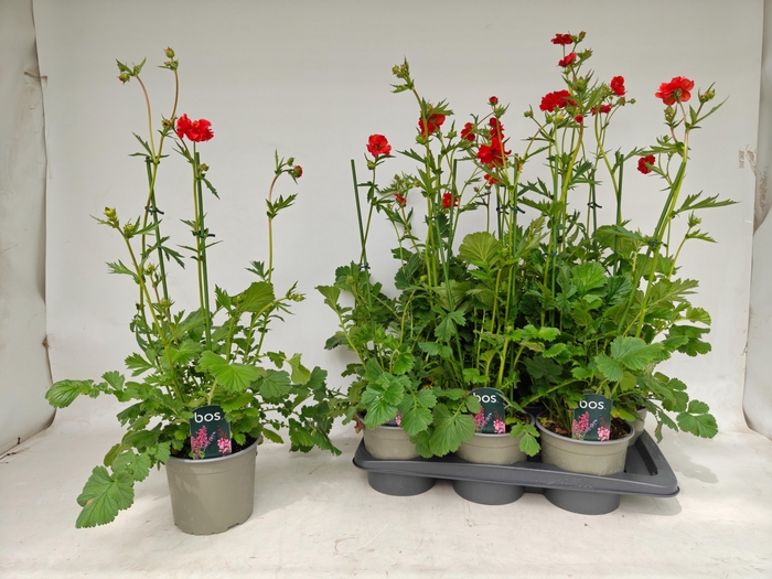 <h4>GEUM CH MRS BRADSHAW</h4>