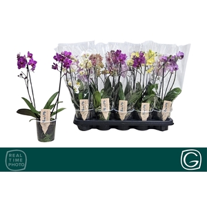 PHAL MF GEM 4 KL