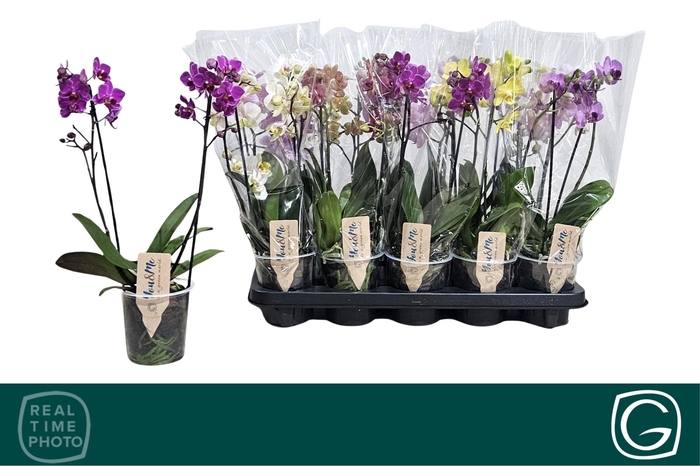 <h4>PHAL MF GEM 4 KL</h4>