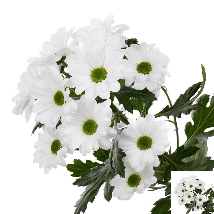 <h4>Chr T Spartak</h4>