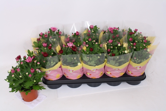 <h4>CHRYS GEM IN POT</h4>