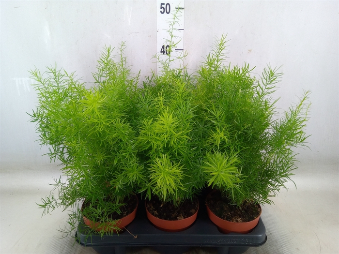 <h4>Asparagus dens. 'Sprengeri'</h4>